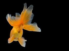 Back view of  Goldfish tail, Isolate on black background photo