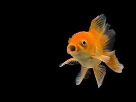 Emotion stance of Goldfish, Isolate on black background. photo