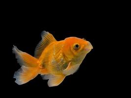 Emotion stance of Goldfish, Isolate on black background. photo