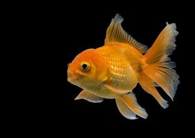 Emotion stance of Goldfish, Isolate on black background photo