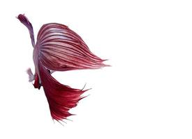peces luchadores siameses blancos y rojos, aislados en fondo blanco. foto