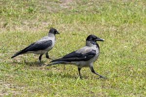 Two hooded crows - jackdaws stand in a meadow photo