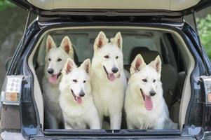 White Swiss Shepherd Dog in the trunk of a car. The start of the journey. Dogs are taken for vaccination. photo