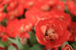 Blooming tulips background. Floral exhibition. photo