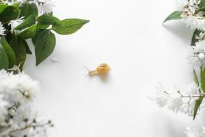 A snail creeps on a white background of summer flowers and on a white background. Yellow background. Layout. Flat lay, top view, copy space. photo