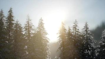 dramático nascer do sol de inverno nas montanhas video