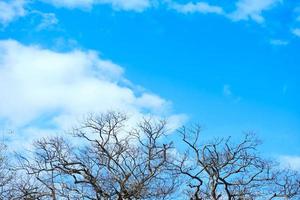 dead tree on the blue sky background - Environmental and global warming concepts photo
