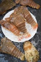 Fresh slipper lobster flathead for cooking on dark background in the seafood restaurant or seafood market, Raw flathead lobster shrimps on ice, Rock Lobster Moreton Bay Bug
