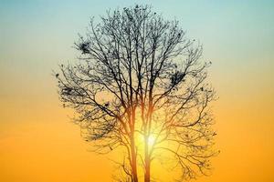 hermoso amanecer o atardecer con rama de árbol en primer plano sobre el sol en la mañana - concepto de árbol de puesta de sol foto