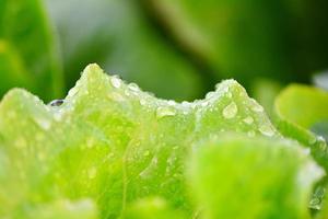 fresh vegetables lettuce with water drop on leaf in the garden food organic vegetable gardening wait harvested for green salad health food photo