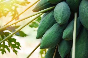 Green papaya fruits growing hang on the papaya tree with sunlight in garden farm agriculture for cooking papaya salad popular in asian food photo