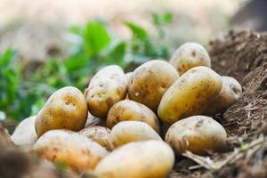 planta de patata fresca, cosecha de patatas maduras productos agrícolas del campo de patatas foto