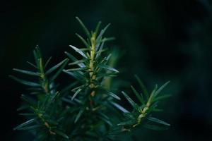 planta de romero que crece en el jardín para extractos de aceite esencial - hierbas frescas de romero verde natural con fondo oscuro foto