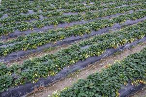 There are rows of neat strawberry seedlings in the field photo