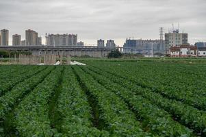 The farm is a green vegetable field produced by industrialization, with neat rows of vegetables photo