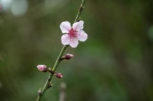 A peach tree has peach blossoms on its branches against a green background photo