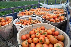 tomates maduros en la cesta, imagen de fondo foto