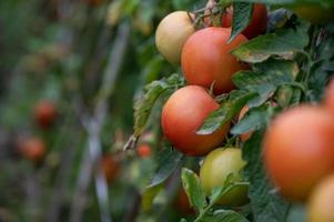 tomate maduro o inmaduro en un árbol de tomate en un campo foto