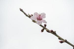 The red flowers are on a white background photo