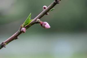 A peach tree has peach blossoms on its branches against a green background photo