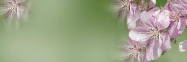 Spring background - spring composition of green branches and flowers. Banner. copy space photo