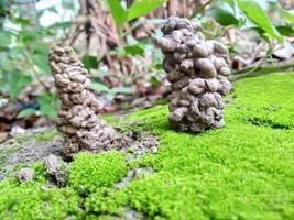 Earthworm soil in green nature. Earthworm hole made by its excrement, green moss in the ground. photo