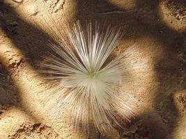 Flower of pomegranate on the sand photo