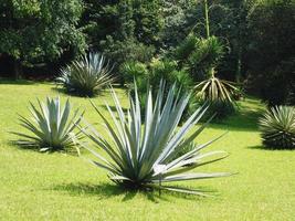 agave growing on the lawn under natural conditions photo