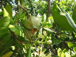 Green pomegranate fruit on the tree photo