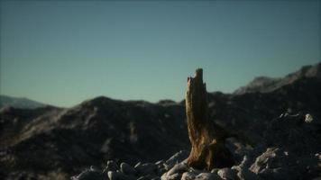 Dead pine tree at granite rock at sunset video