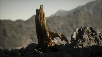 Dead pine tree at granite rock at sunset video