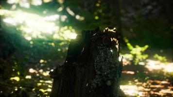 Sunlight rays pour through leaves in a rainforest video