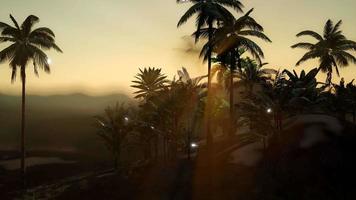 Blick auf die Palmen im Nebel video