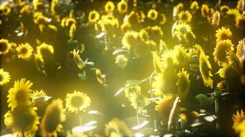 tournesols en fleurs à la fin de l'été video