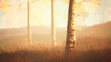 verse vroege ochtendmist in het bos, het is zonsopgang video