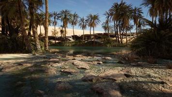 oasis idyllique dans le désert du sahara video
