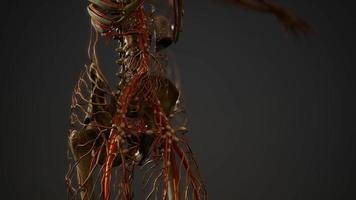 Anatomie der Blutgefäße des menschlichen Körpers video