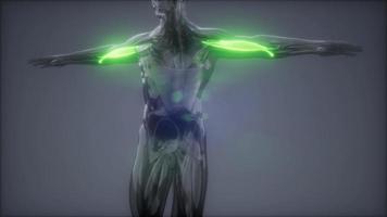 bíceps - mapa de anatomía muscular visible video