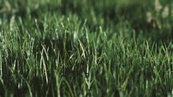 fond de printemps doux défocalisé avec une herbe verte luxuriante video