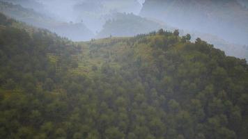 bomen op weide tussen hellingen met bos in mist video