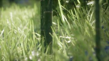 herbe verte fraîche sur la forêt video