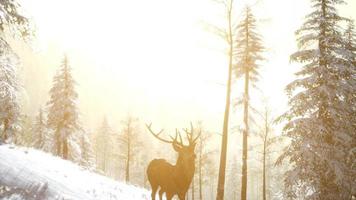 orgoglioso maschio di cervo nobile nella foresta di neve invernale video