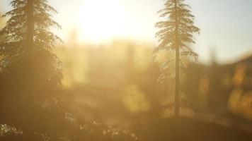 Pine forest on sunrise with warm sunbeams video