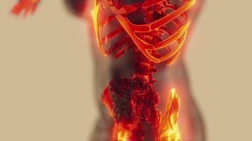 corpo humano transparente com ossos esqueléticos visíveis video