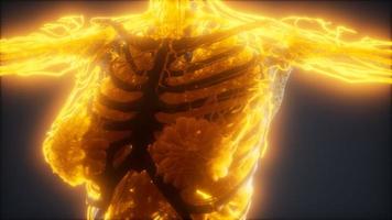 animação colorida do corpo humano mostrando ossos e órgãos video