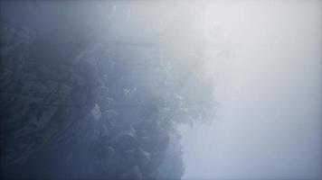 palmeiras e montanhas no nevoeiro video