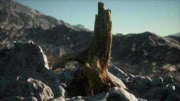 Dead pine tree at granite rock at sunset video