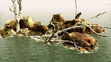 belas rochas do mar e árvores mortas em um mar de luz crepuscular video