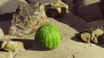 frische Wassermelone an einem wunderschönen Sandstrand video