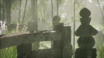 japanischer bambuswald und grünes wiesengras mit natürlichem licht video